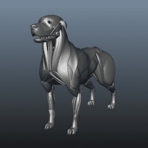 dog muscle anatomy 3d model