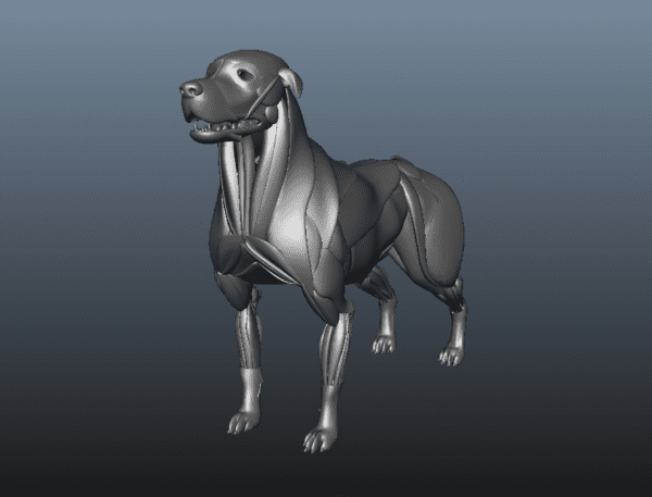 dog muscle anatomy 3d model