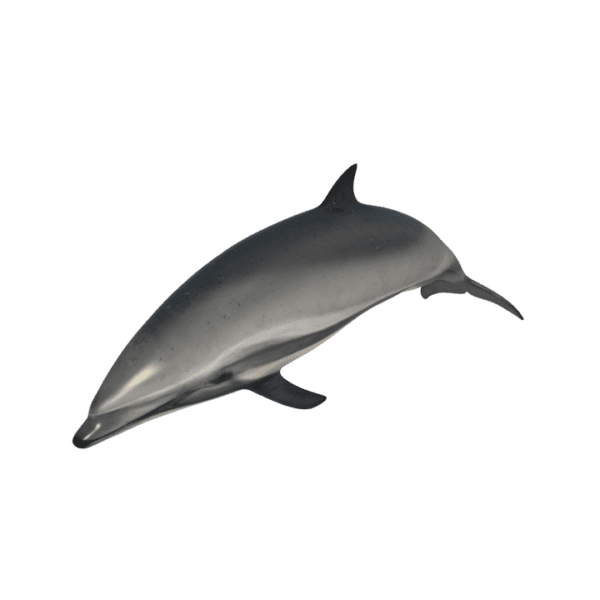 dolphin 3d model free