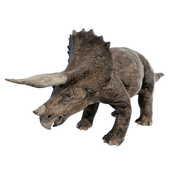 Triceratops 3d model