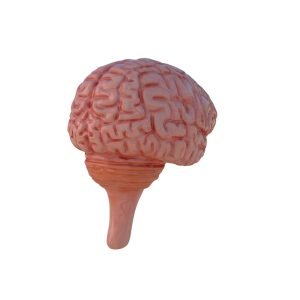 Cerebro 3d models