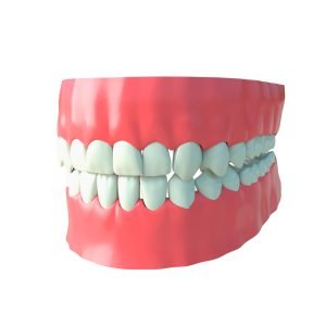 Dentadura 3d model