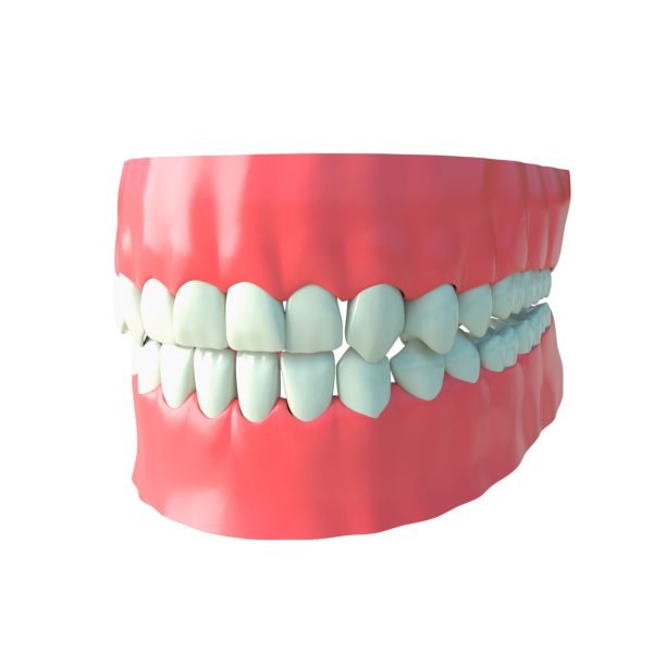 Dentadura 3d model
