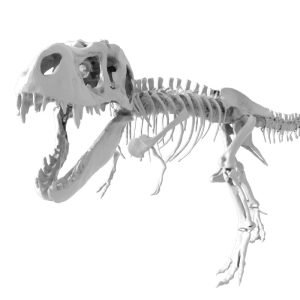 Skeleton rex 3d model