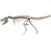 Skeleton rex 3d models download